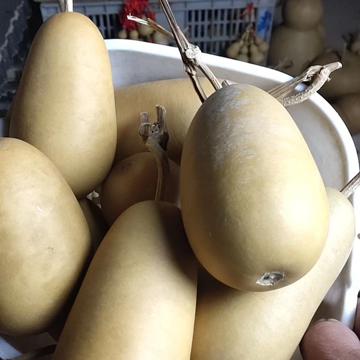 ****࿐天然葫芦10个东瓜葫芦