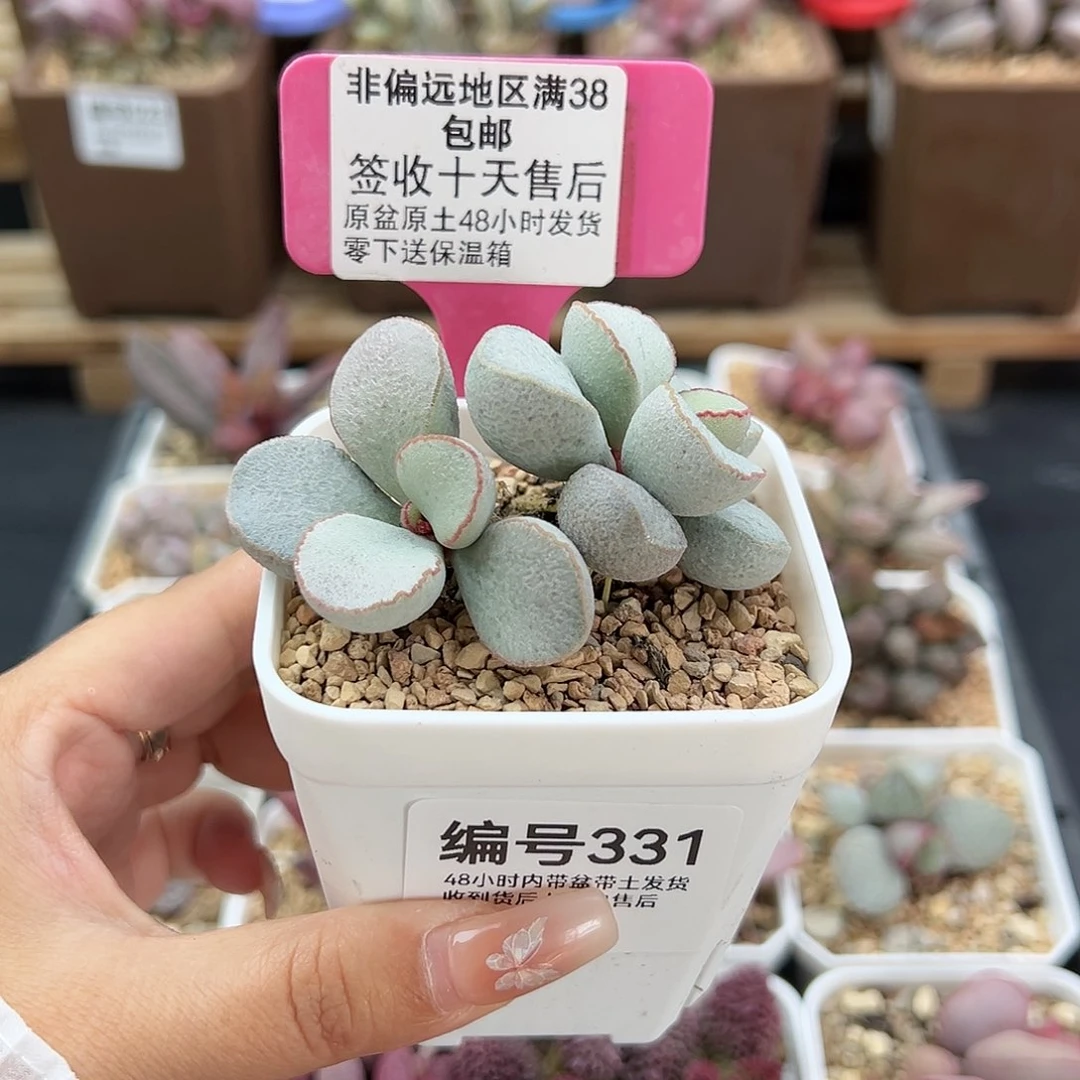 331白雪公主多肉植物