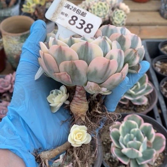 838一一一一一一一一一