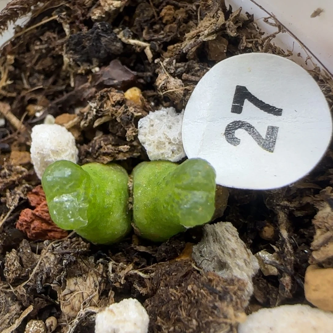 双头小葫芦多肉27