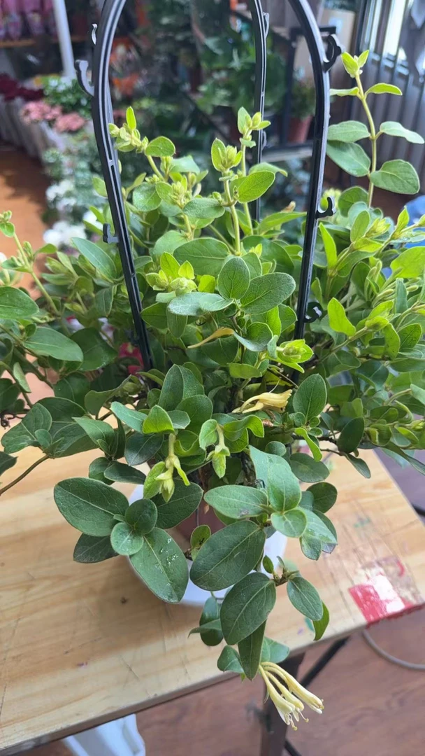 手提篮金银花（室内）