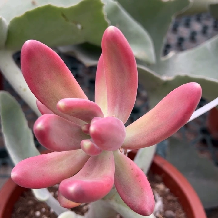 紫芒锦一物一拍锦龙