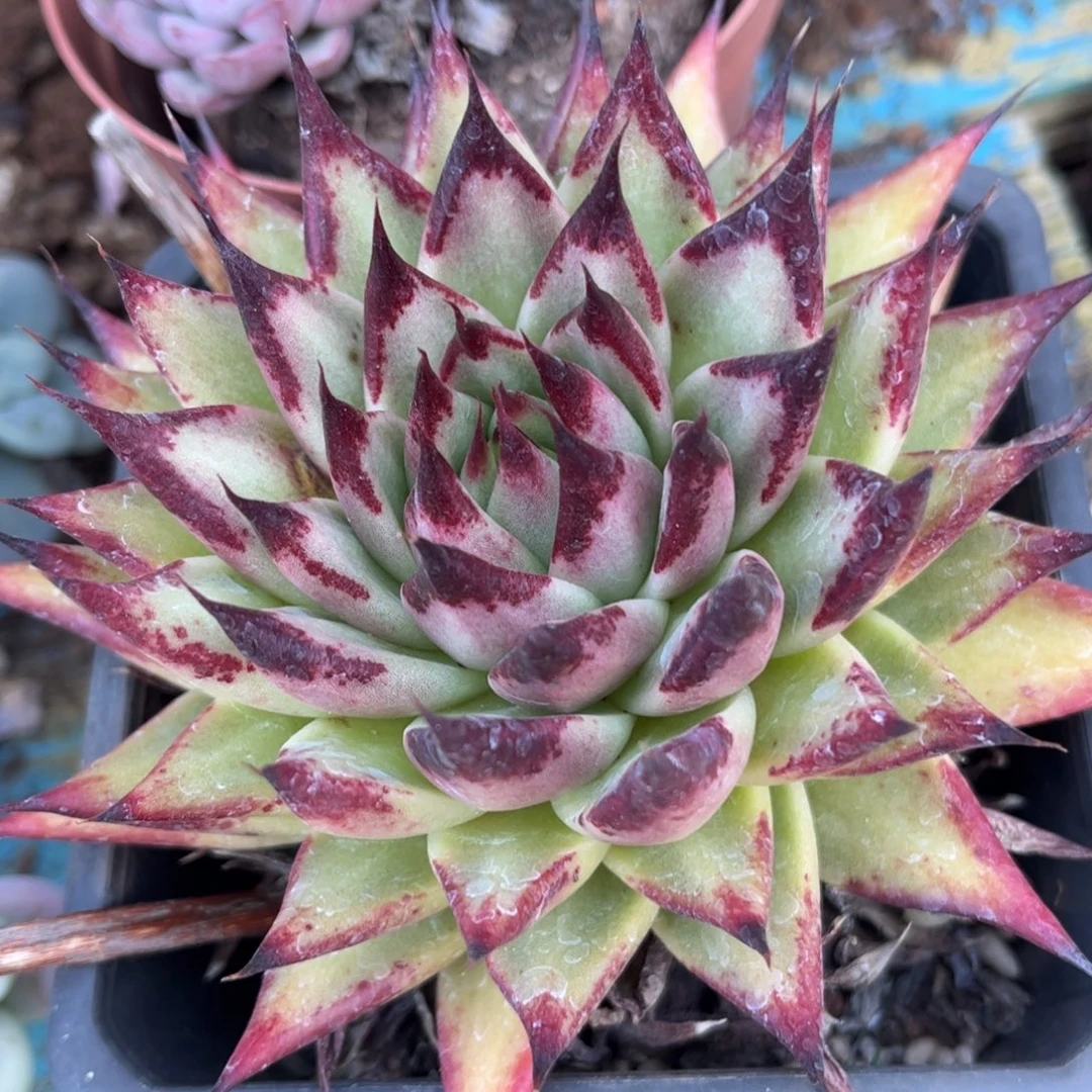 新疆西藏内蒙不发货，乌木