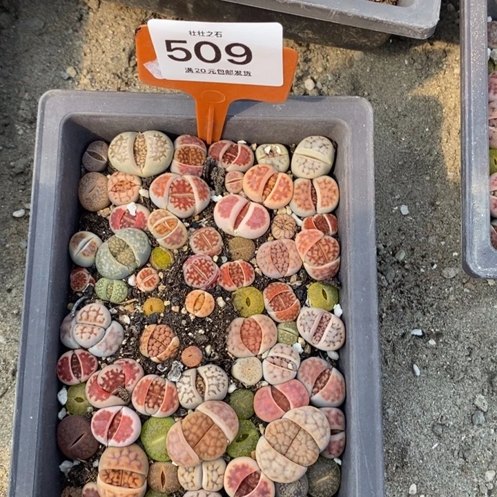 疯*子509生石花小苗长