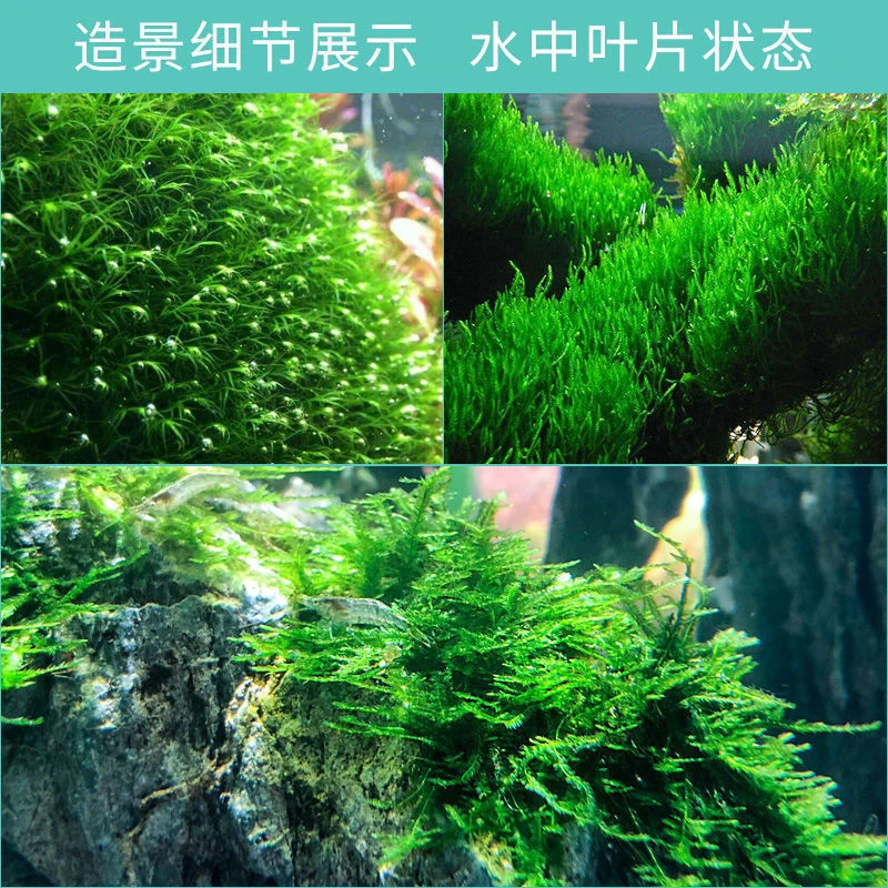 鱼缸植物活体慕斯片散装莫斯水草莫丝树球沉木大三角垂泪前景造景