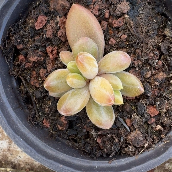 朵唯菲 薯条 叶插 一物一拍