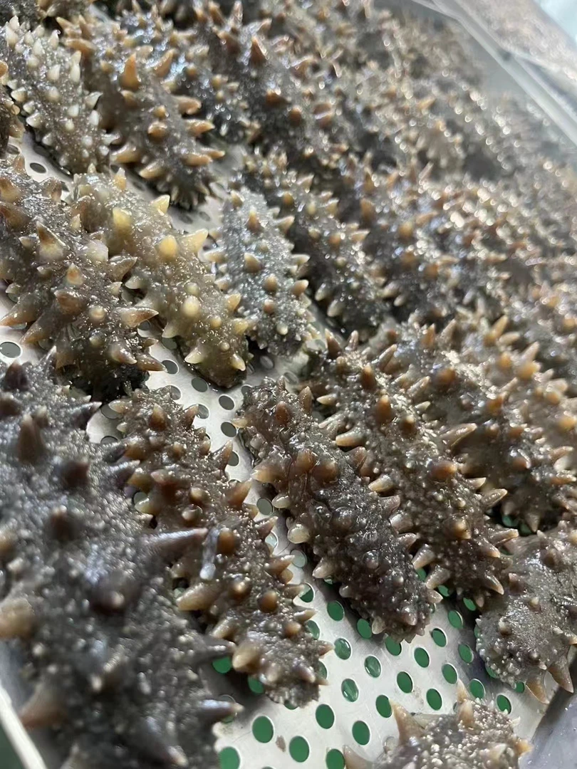 大连鲜食海参16-20头左右 Q弹口感不软不硬老少皆宜