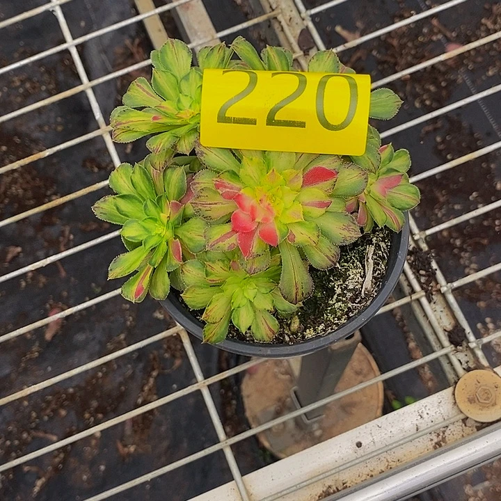 ****༊0220多肉植物知否