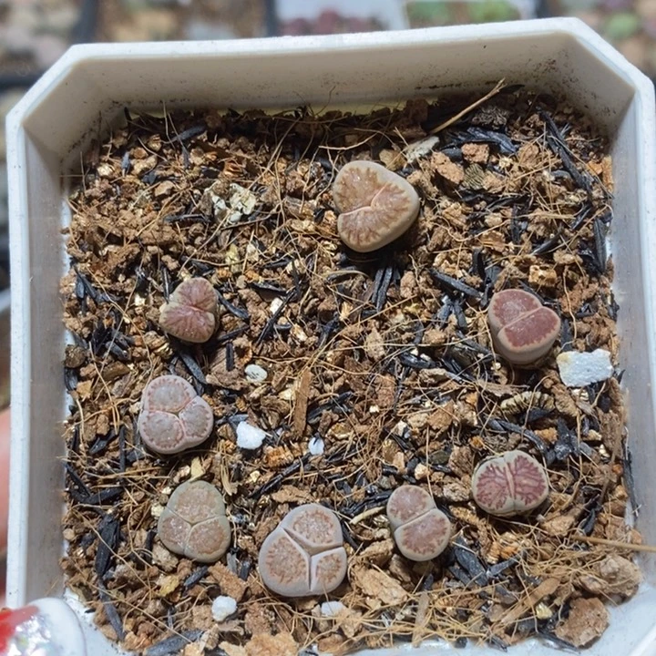 奔驰葫芦特价特价