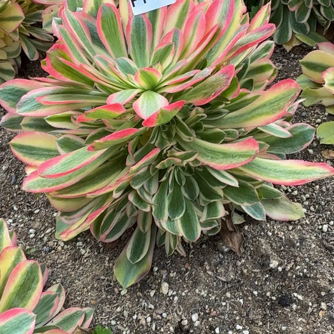 149洛神。多肉植物