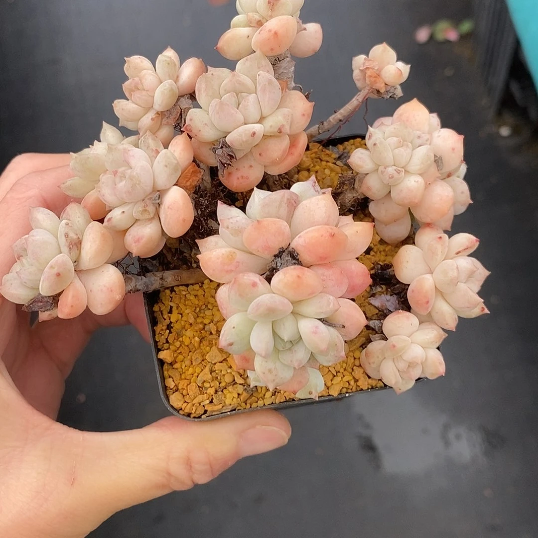 10多肉植物老桩11