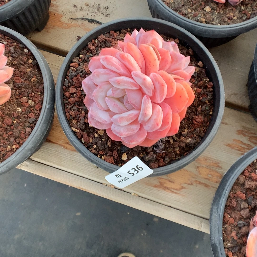 536星橙多肉植物66