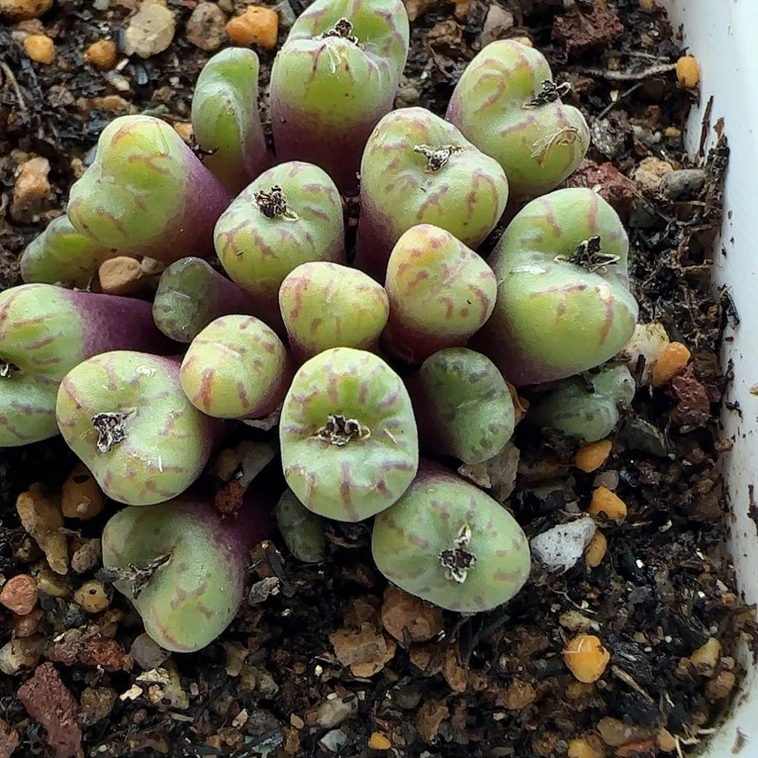 脱土年后发货24663