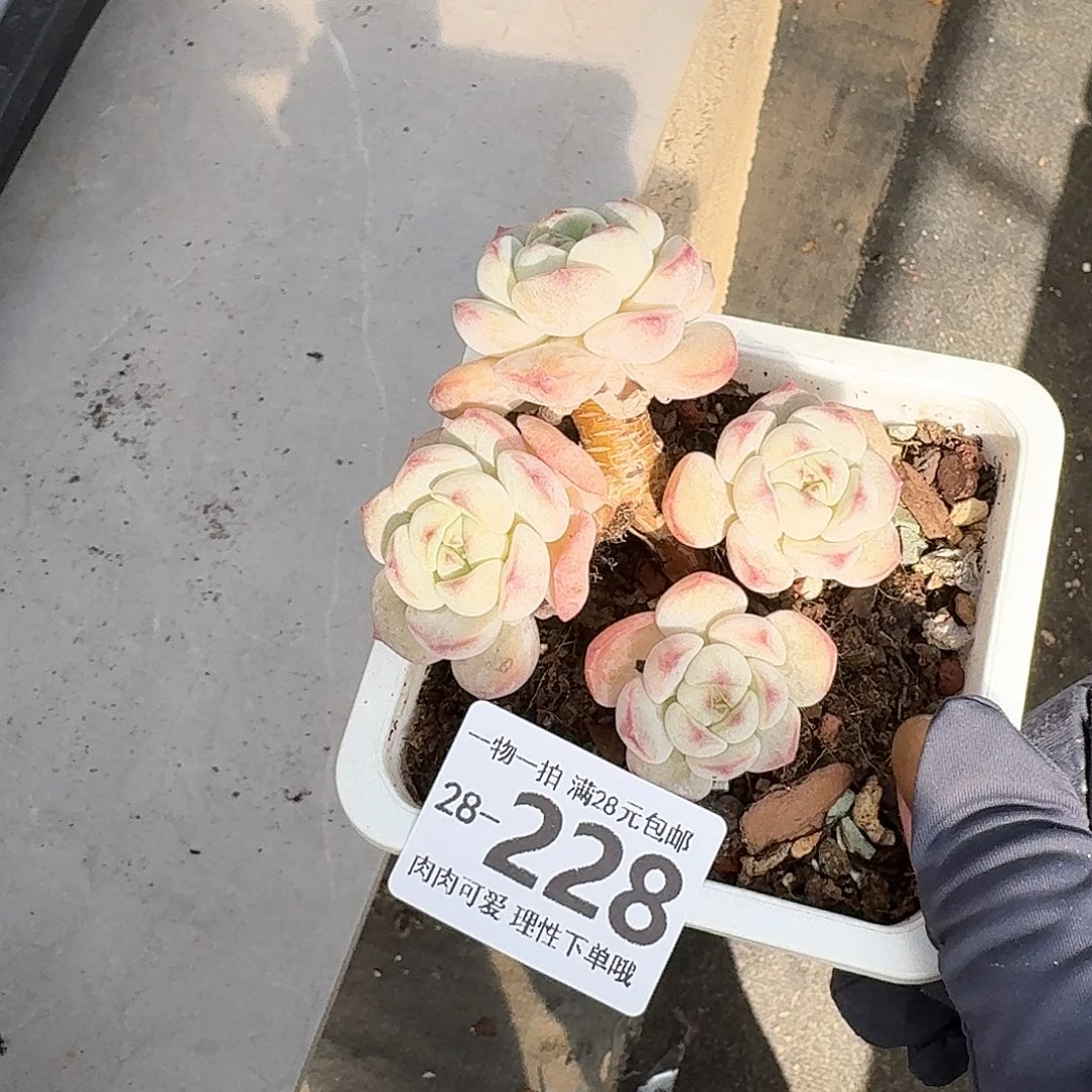 白底香草无盆土发货无盆土发货无