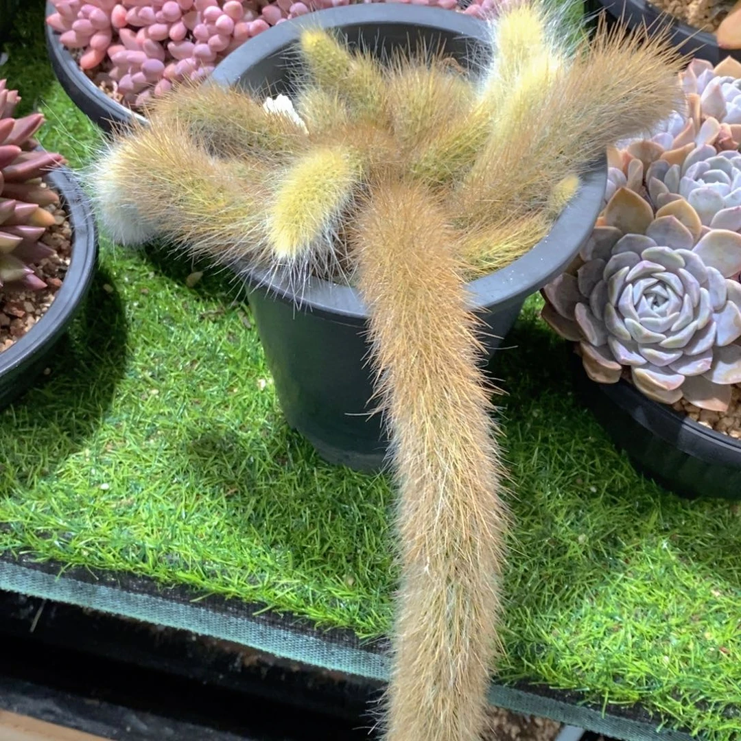 柠***宝九尾狐多肉植物老桩