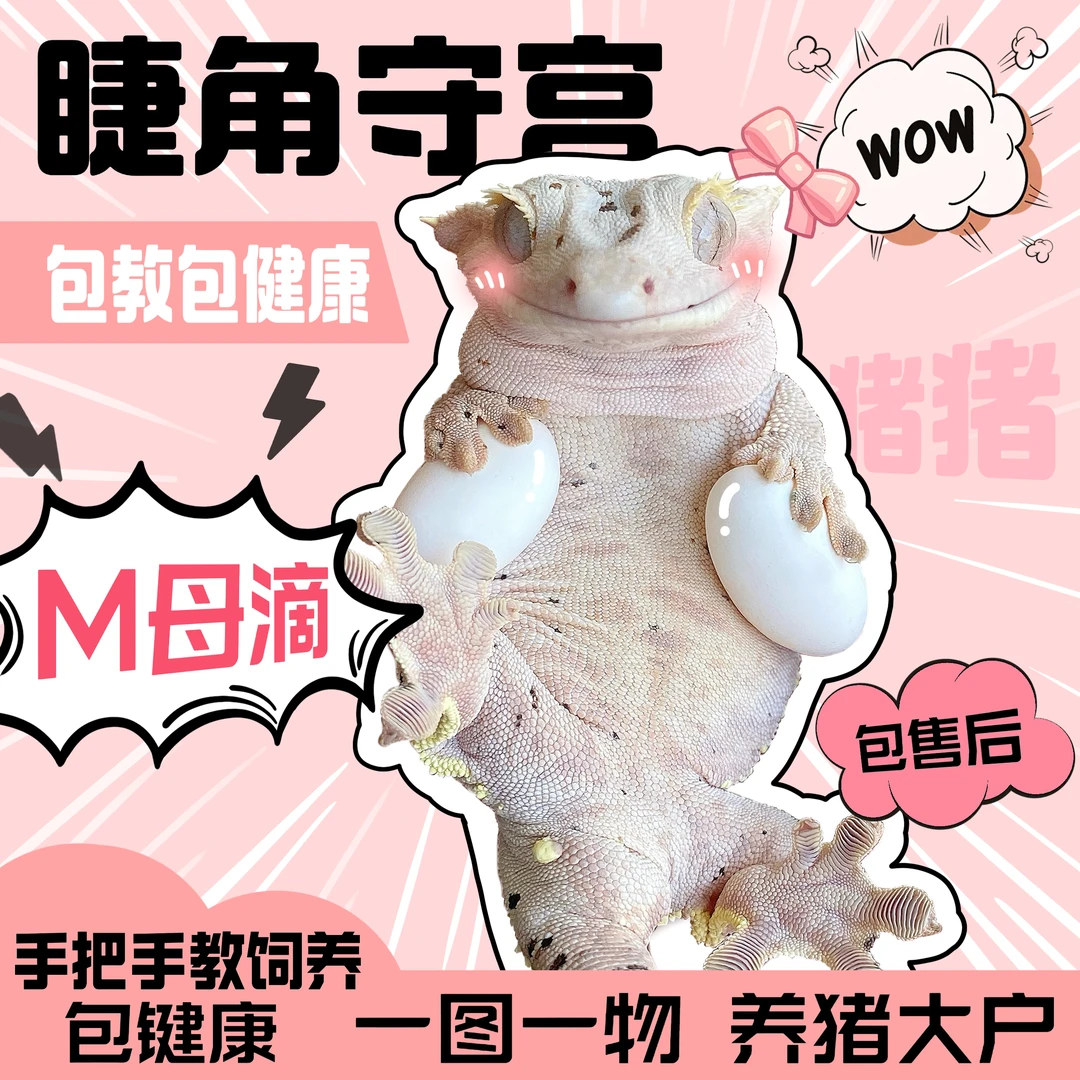 睫角守宫爬宠活体温顺可爱宠物（含饲养套餐）