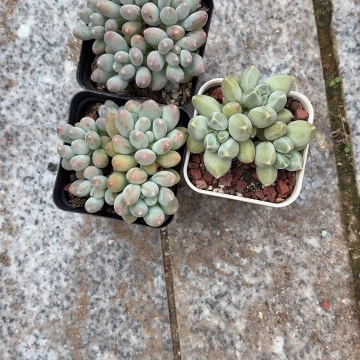 多肉植物溜溜球多肉