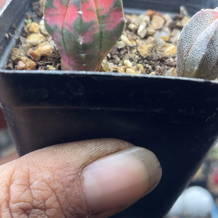 鸾凤玉锦散斑锦一颗包邮