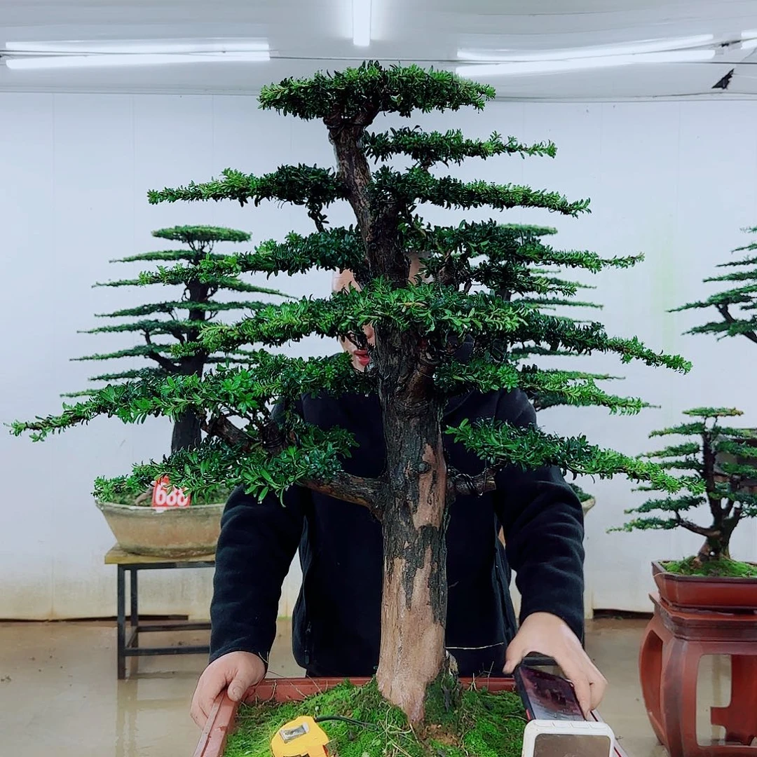 无花朵盆景园林……