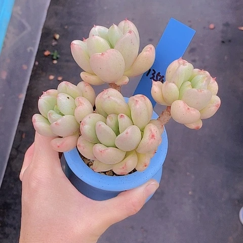 1354多肉植物老桩