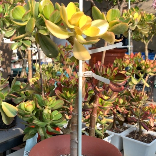 987老花脱土发货