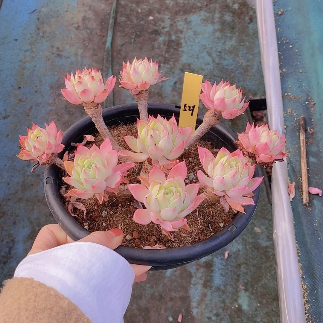 521开播福利多肉老桩