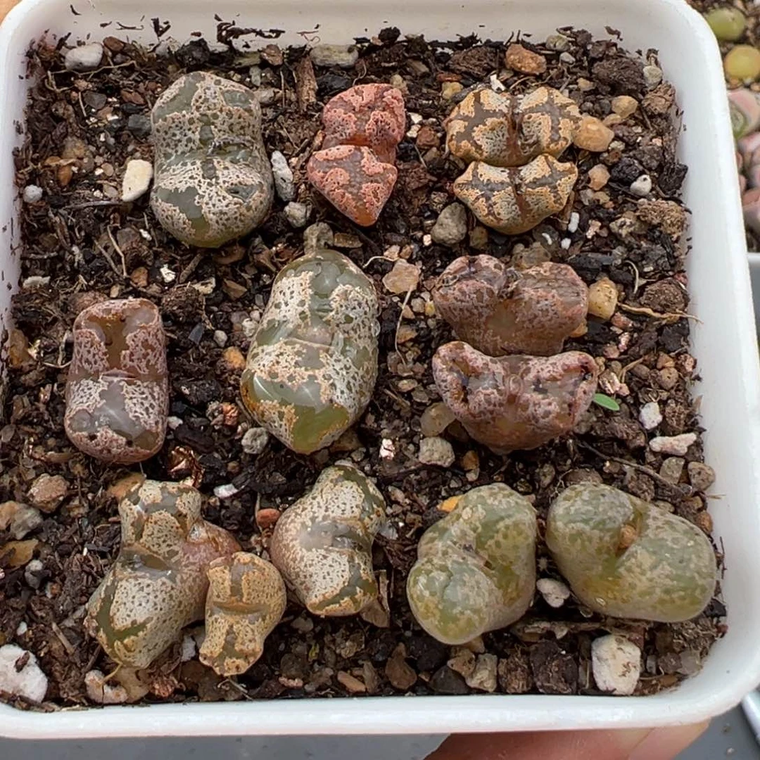 2.22好看的多肉249