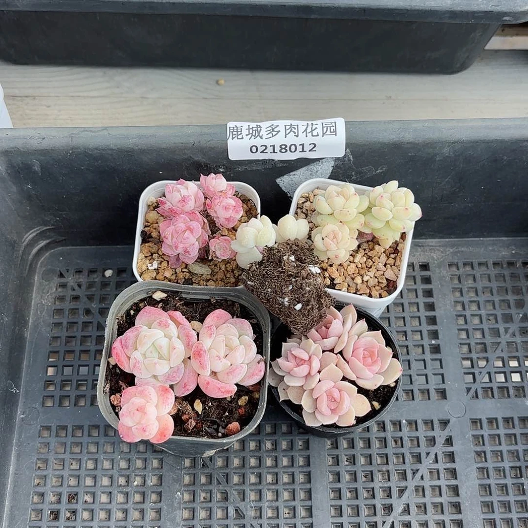 细**?0218-012筐拍多肉