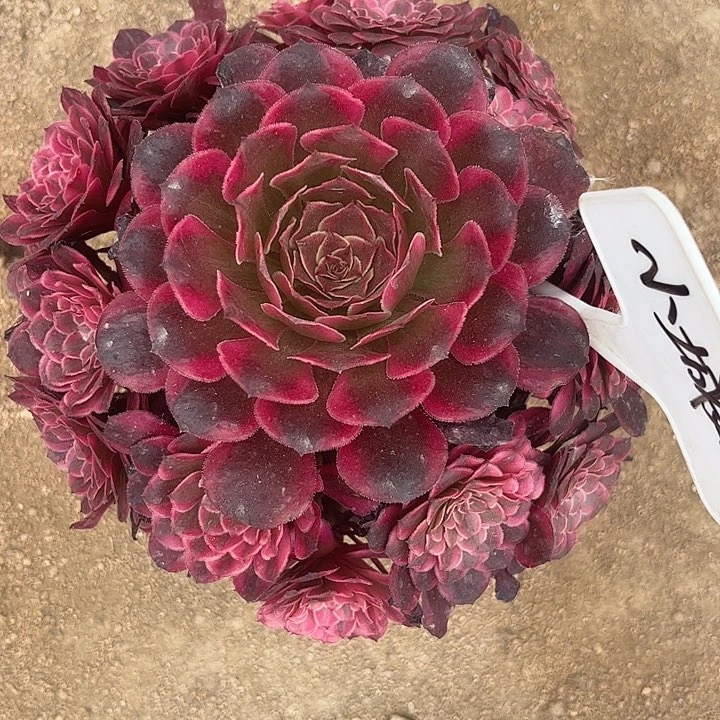 多肉植物黑瞳白锦。