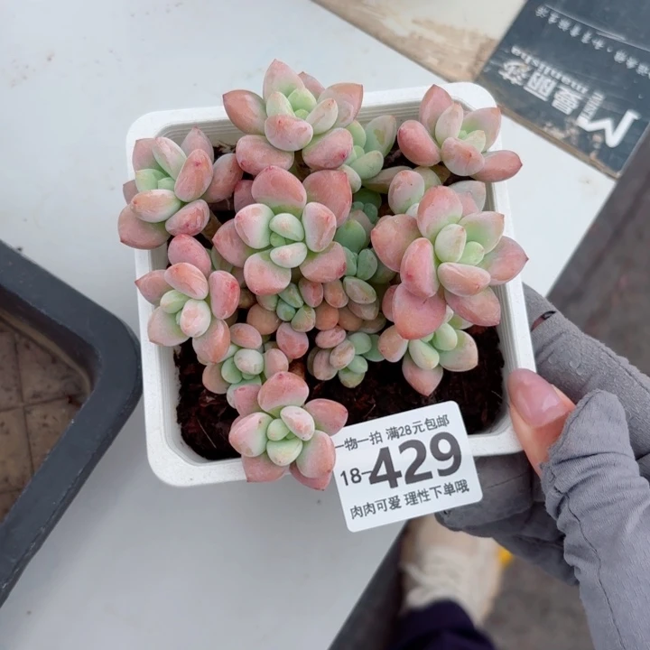 红洛神无盆土发货多肉多肉