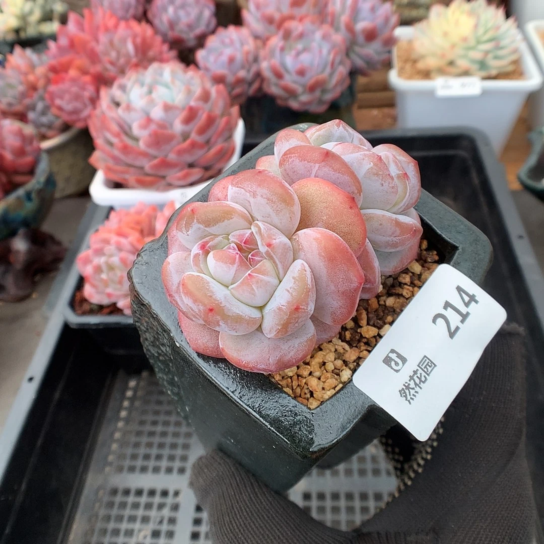 214星影多肉植物66666