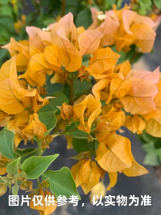 【加州黄金】三角梅阳台庭院爬藤盆栽勤花四季开花基地直发