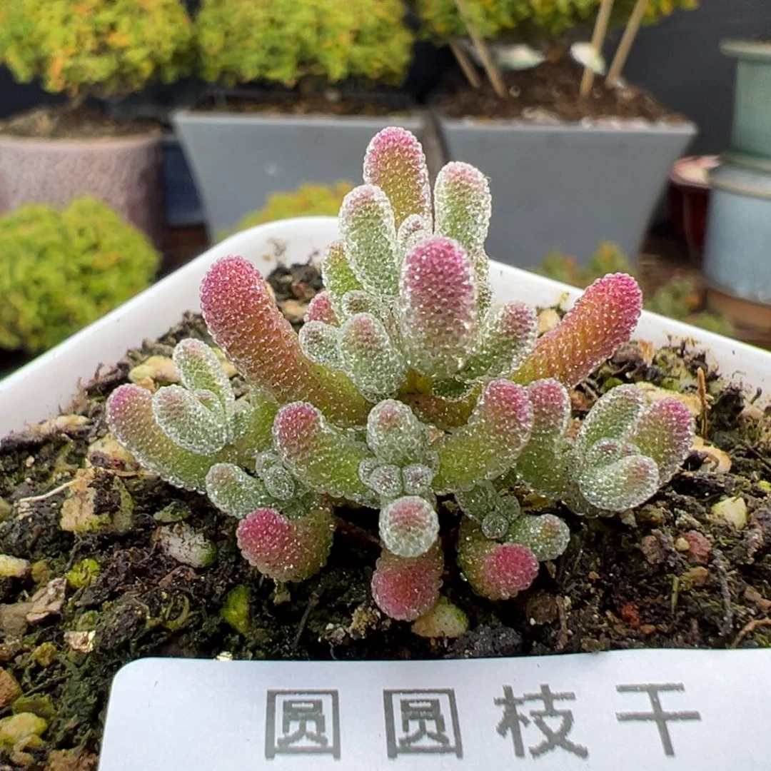 dy5442实生五彩冰晶冠幅3.5cm
