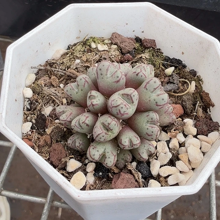 海伦娜肉锥3仙人球