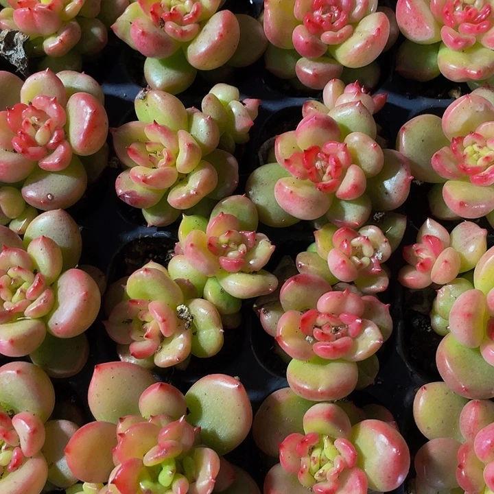 小苹果花1元带土发