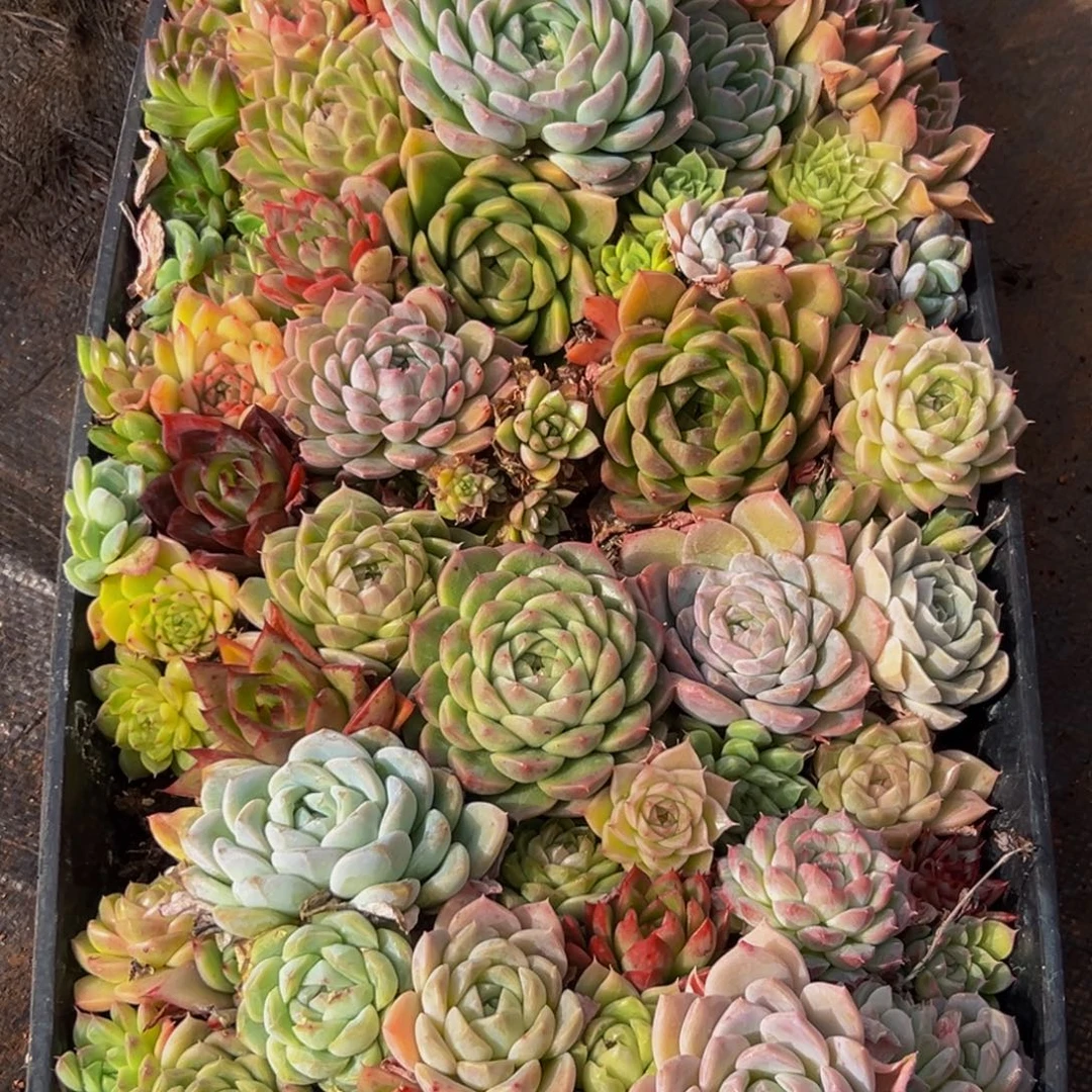 571大热天的一天从早上开始