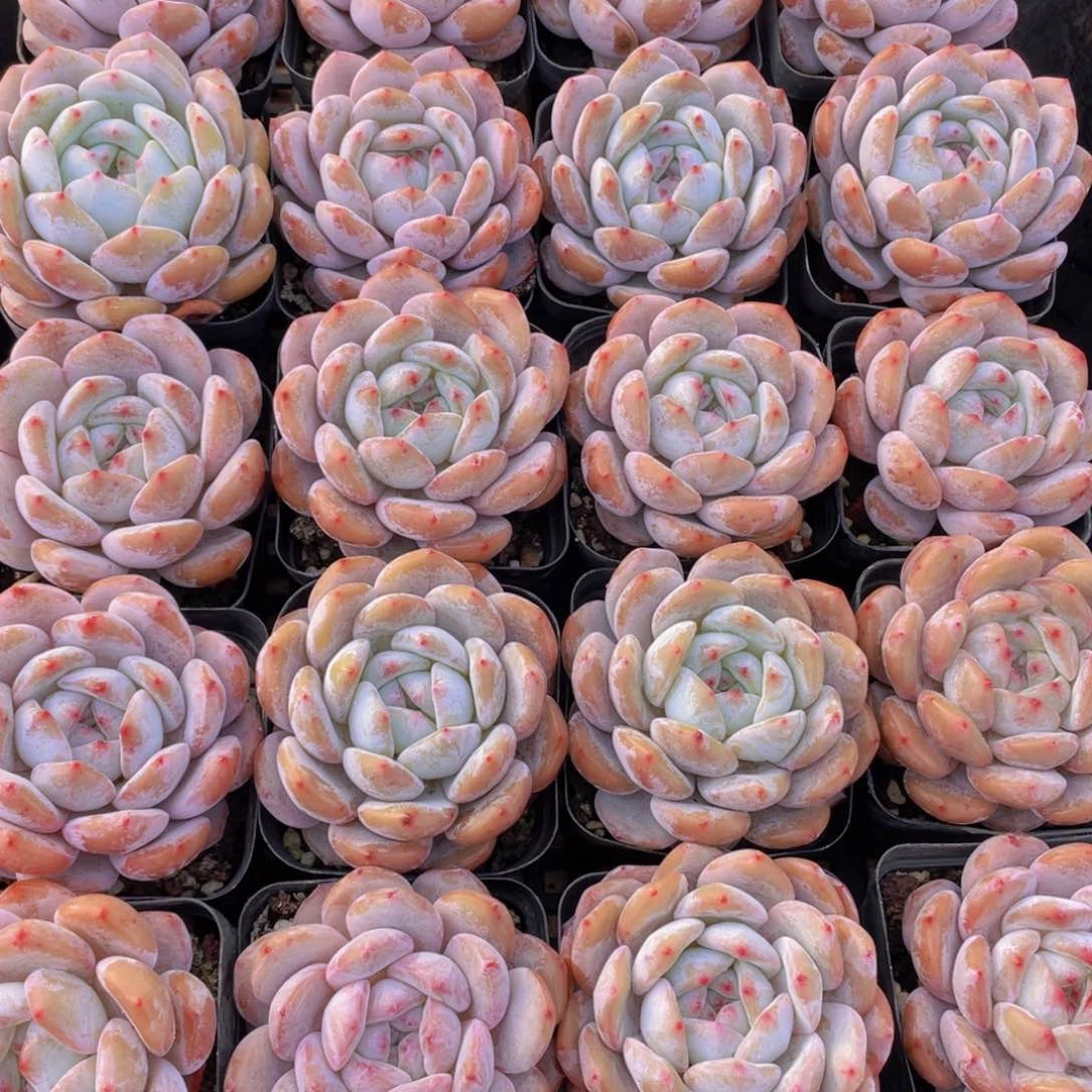 量拍140号 韩版橙梦露大单头一个