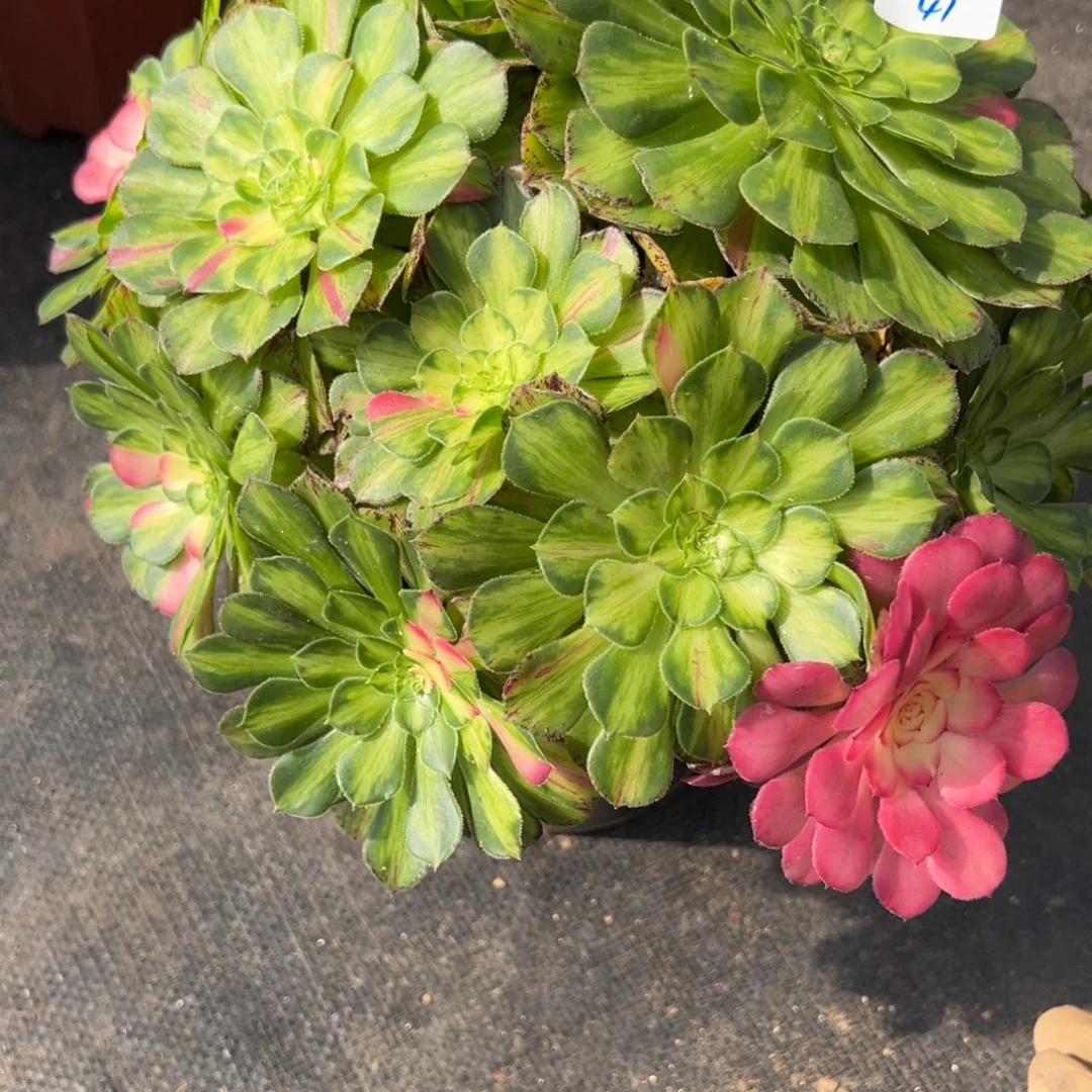 41知否多肉嘻嘻嘻嘻