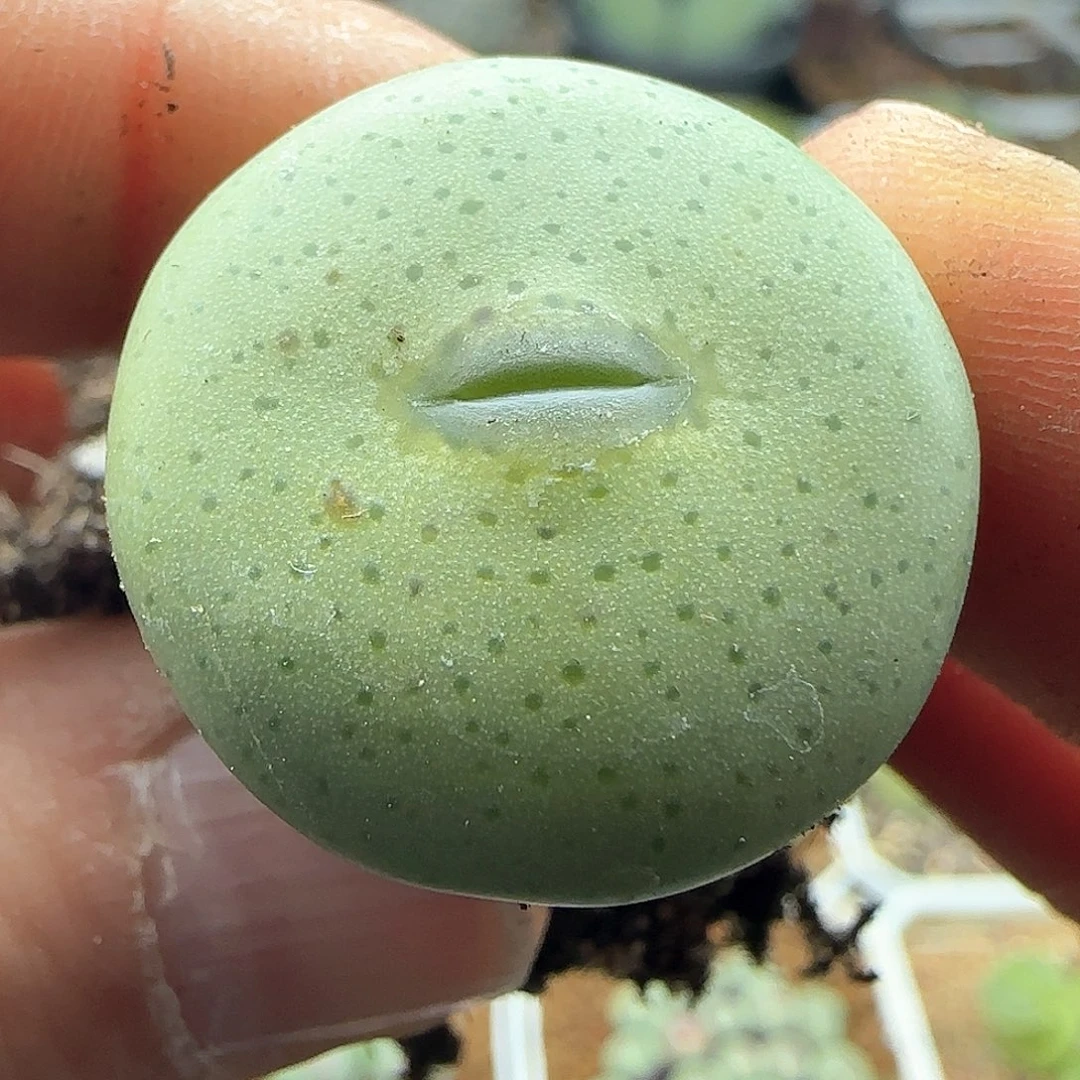 板****馆脱土28包邮25986