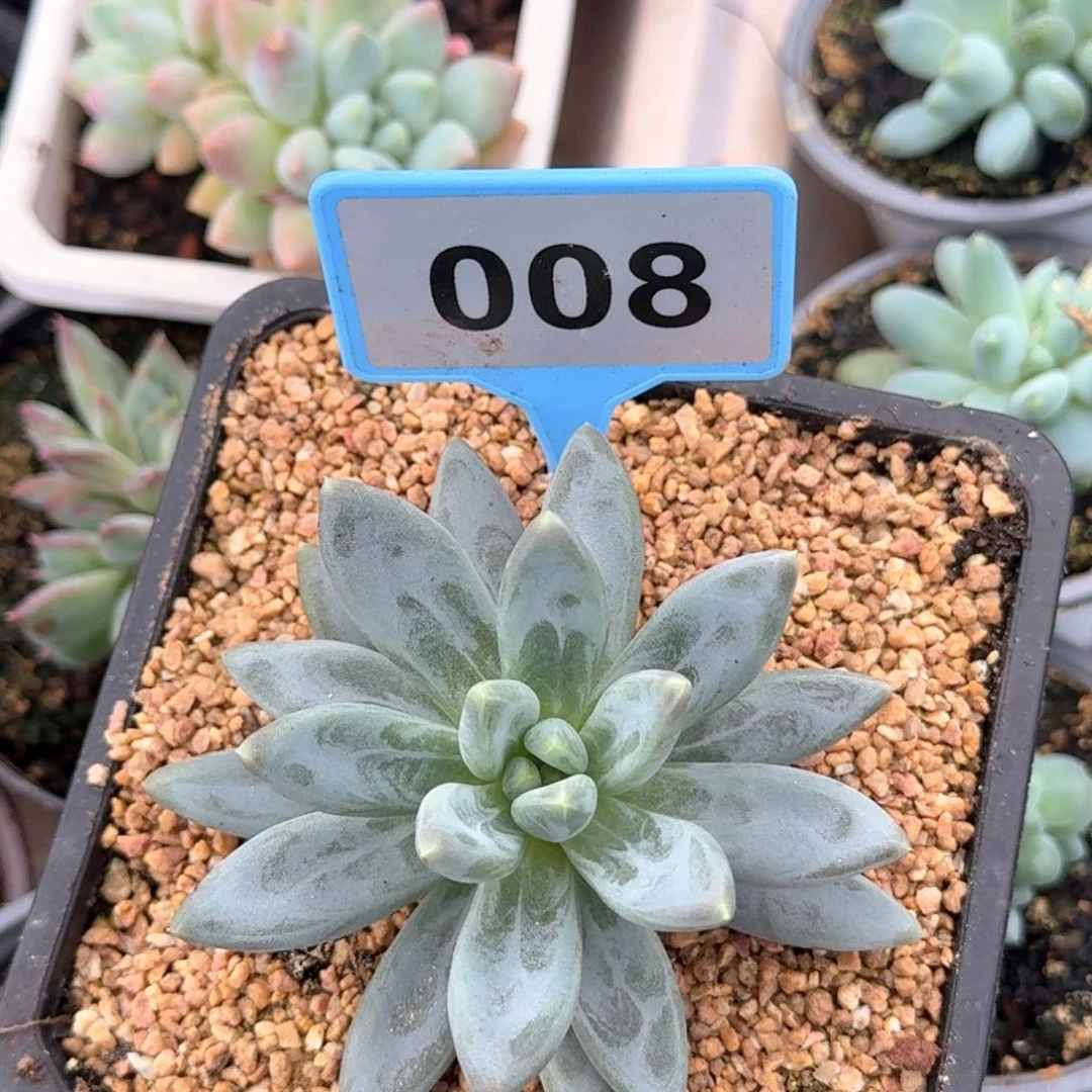 橙***雪戴丽多肉植物008
