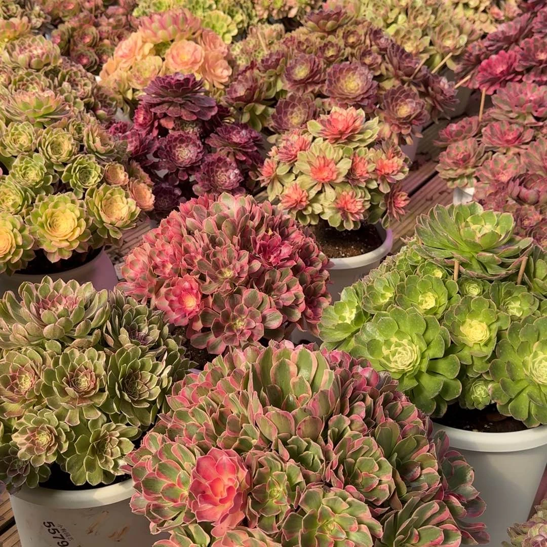 *****多肉植物法师13妹福利