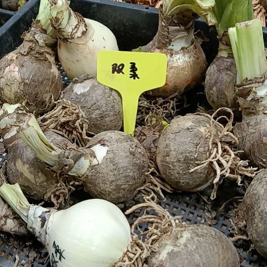 无花朵双柔6+发一个