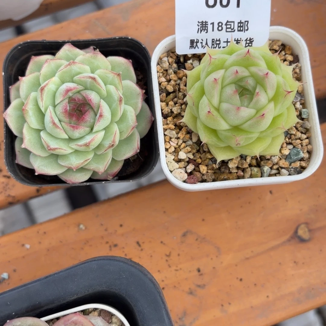 东篱下多肉植物哈哈哈哈01