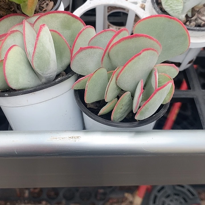 白眉多肉五头发货