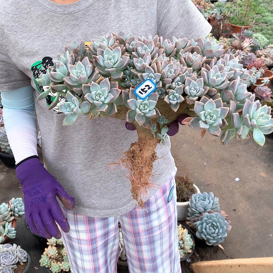 152淡雪缀一物一拍多肉