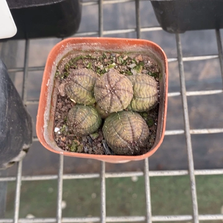 B***宝伯克利和格蕾纳等著名