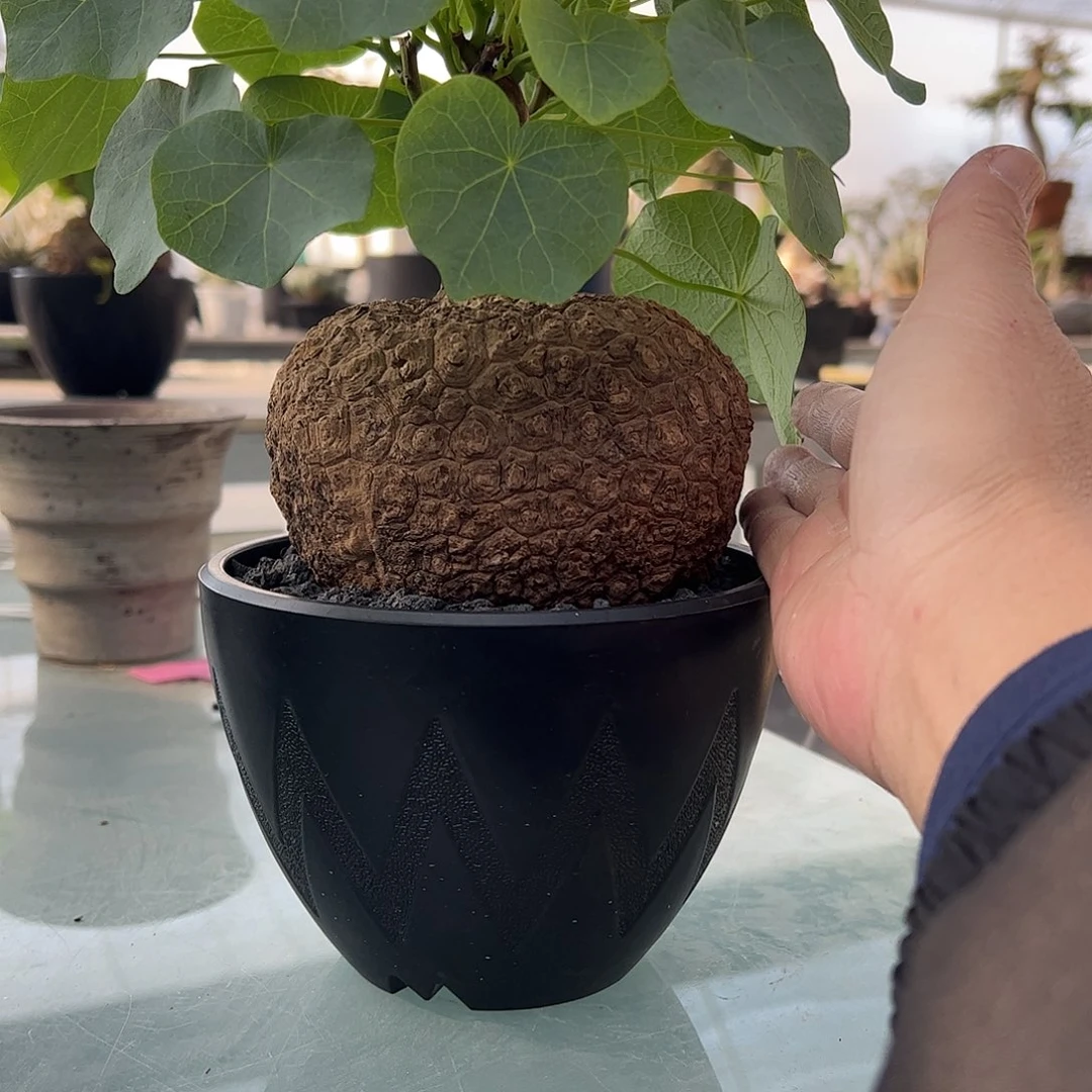 保***保大龙甲龟 66888888