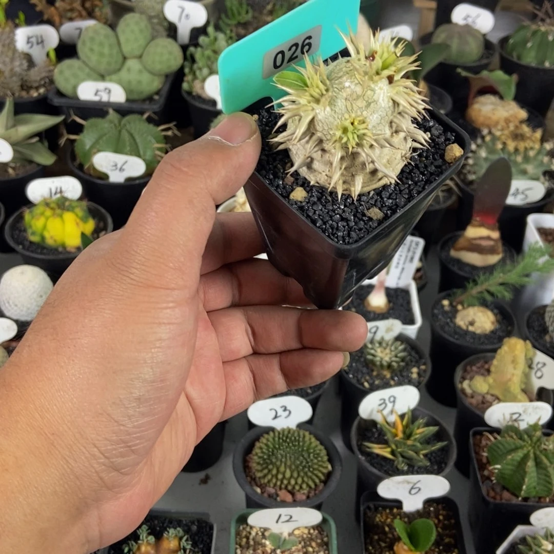 象牙玉一物一拍一个