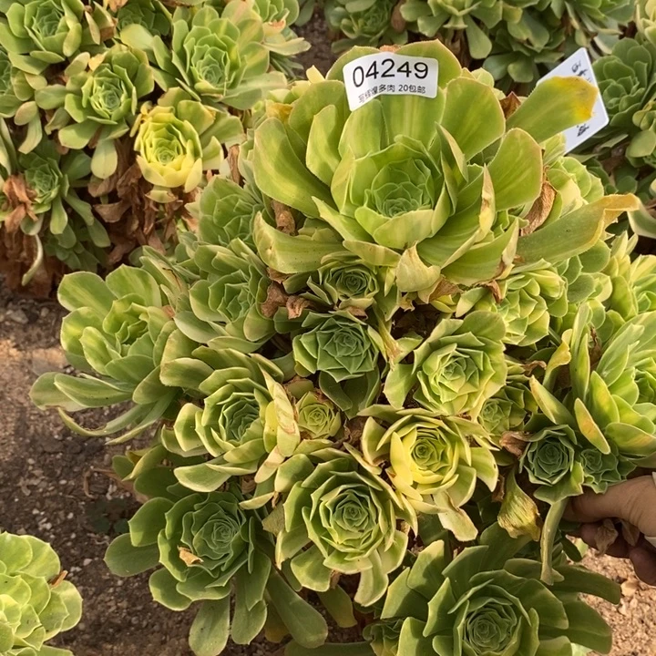 拽***爷04249五彩琉璃多肉植物