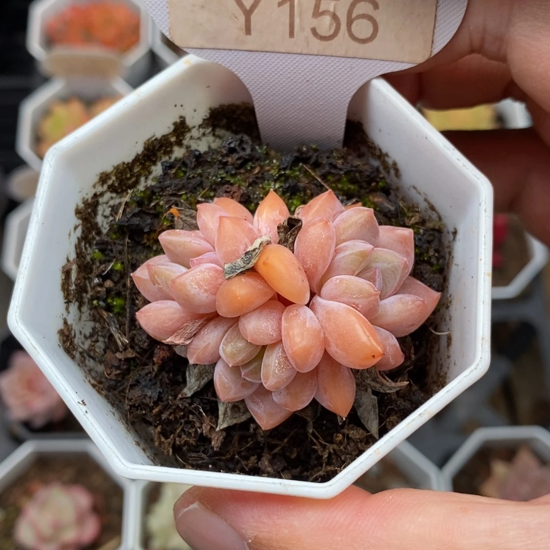 0156 op冰玉 4cm